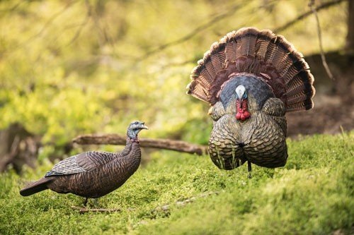 Flextone Thunder Creeper - Strutter Decoy w/ Folding Fan - Image 3